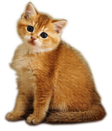 Rena Cat Katze Baby - Free PNG