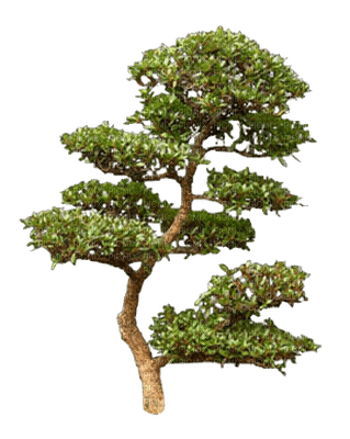 arbre - zdarma png