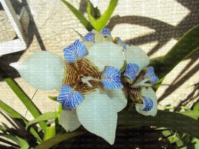 orchidea.adolgian - gratis png