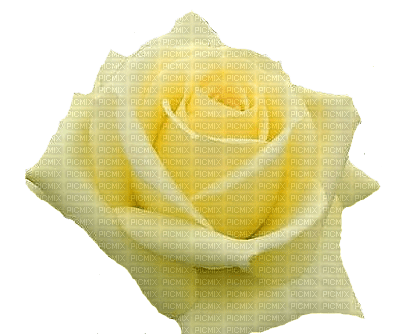 trandafir - Free PNG