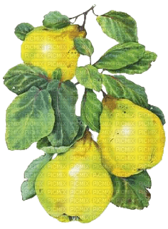 Birnen, pears - ücretsiz png