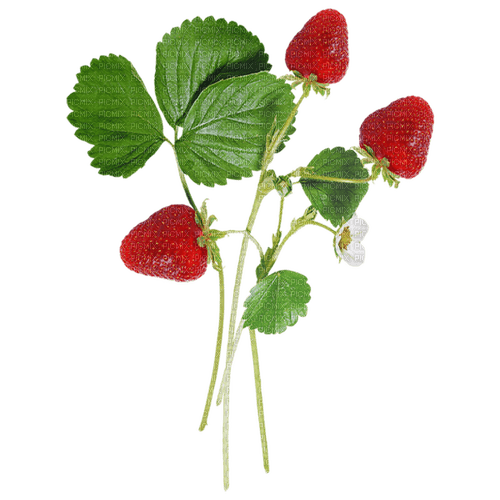 Branches de fraises - Free PNG