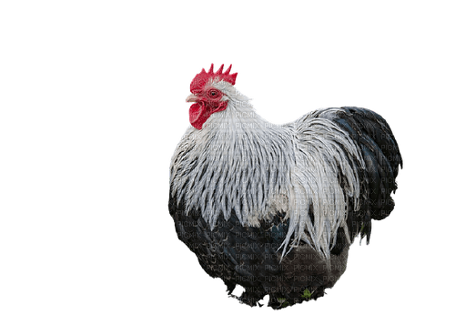 höna----chicken----djur - PNG gratuit