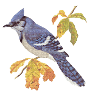 Kaz_Creations  Birds Bird - ücretsiz png