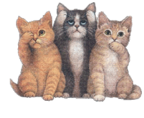 cats by nataliplus - Nemokamas animacinis gif