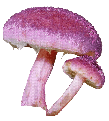 glitter mushrooms - 無料のアニメーション GIF