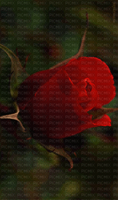 Rose - Gratis animeret GIF