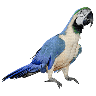 parrot - png ฟรี