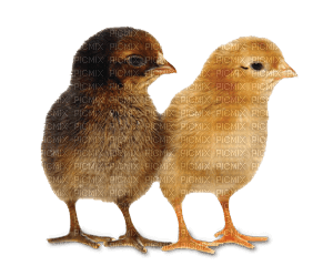 Kaz_Creations Chicks - PNG gratuit