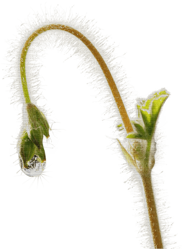 plant drop pflanze - zdarma png