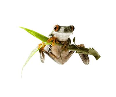 frog-groda-minou52 - besplatni png