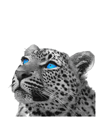 leopard bp - Zdarma animovaný GIF
