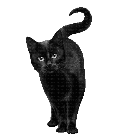 cats schlappi50 - Ingyenes animált GIF