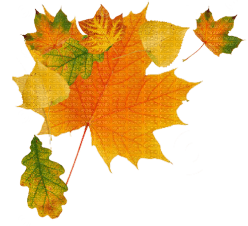 autumn leaves Bb2 - bezmaksas png