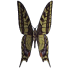 butterfly butterflies bp - Darmowy animowany GIF