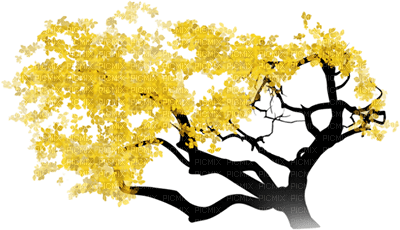 soave deco autumn tree yellow - фрее пнг