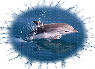 Kaz_Creations Paysage Scenery Dolphins - безплатен png