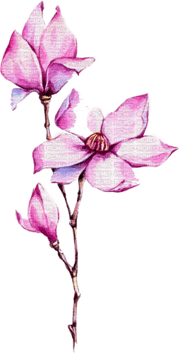 FLORES - Free PNG