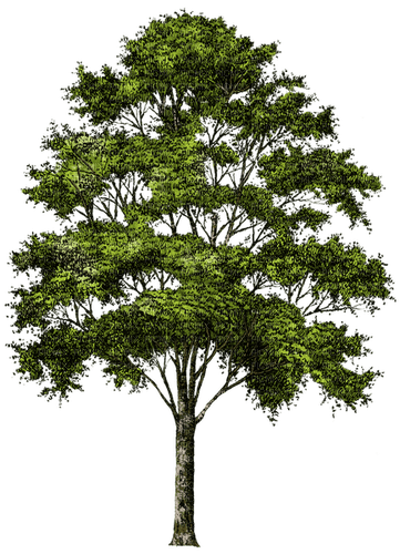 Árbol de color verde - ücretsiz png