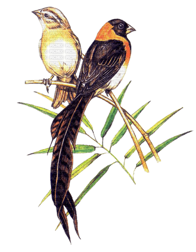 loly33 oiseaux - PNG gratuit