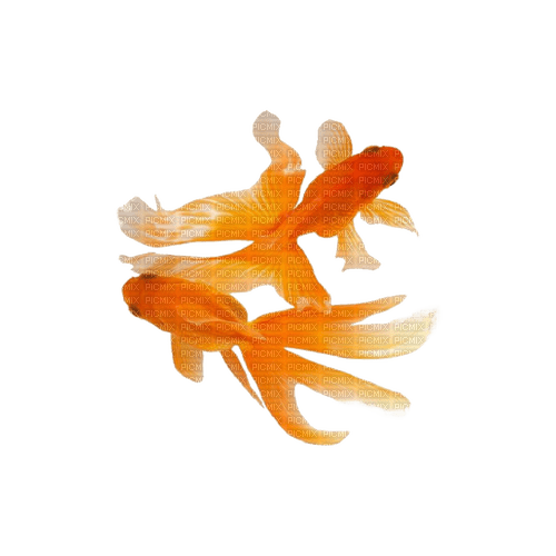 gold fish frutiger aero - Free PNG