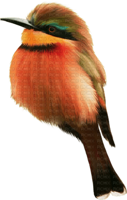 Kaz_Creations Birds Bird - darmowe png