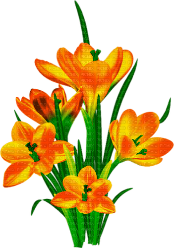 Flowers.Orange - besplatni png