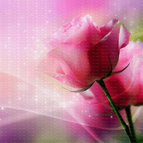 rose background by nataliplus - gratis png