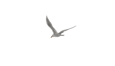 ani-fågel - 無料のアニメーション GIF