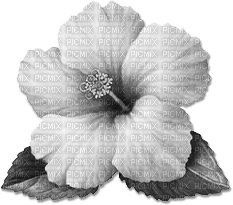 soave deco flowers summer tropical  black white - PNG gratuit