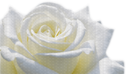 white rose Bb2 - png ฟรี