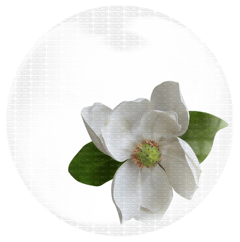 Magnolia in a Bubble - 免费PNG