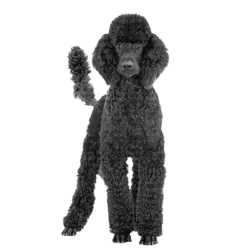 Black poodle - nemokama png