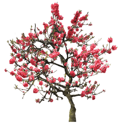 arbol con flores - nemokama png