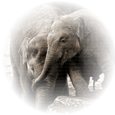 Kaz_Creations Elephants Elephant - bezmaksas png