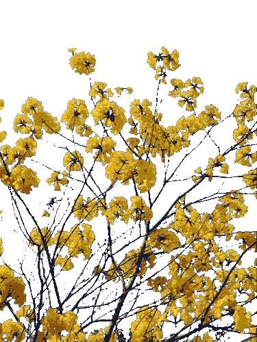 цветы - Nemokamas animacinis gif