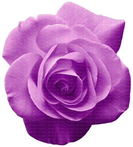 Rose.Purple - PNG gratuit