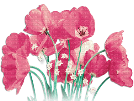 soave deco poppy border field spring flowers - gratis png