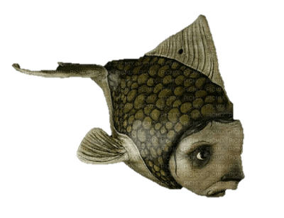 surreal fish - ücretsiz png