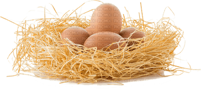 egg, kananmuna, - Free PNG