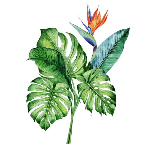 fleur jungle tropical - zdarma png