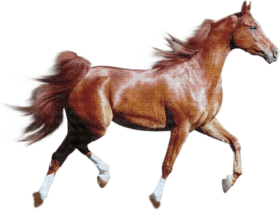 dulcineia8 cavalos - png gratis