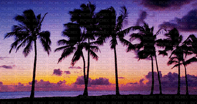 Nature.Summer.Sunset.Palms.Palmiers.Landscape.Été.Paysage.Fond.Background.Victoriabea - Δωρεάν κινούμενο GIF