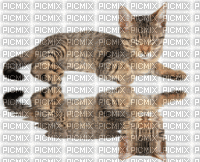 Cat - Besplatni animirani GIF