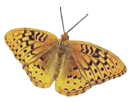 Papillon - besplatni png