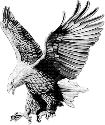 soave deco bird indian eagle black white - zdarma png