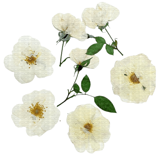 white pressed flowers - бесплатно png