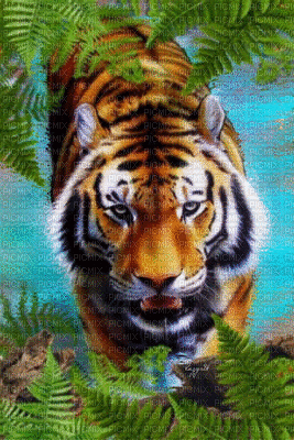 tijger - Gratis animerad GIF