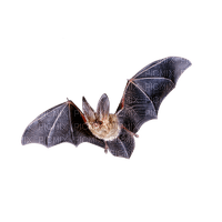 Bat - ücretsiz png