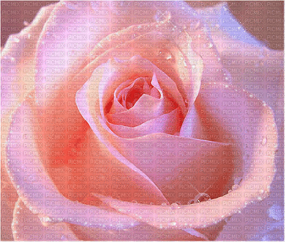 Background Rose - Darmowy animowany GIF